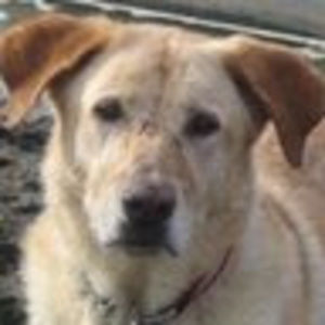 Meet your Posher, Suvi